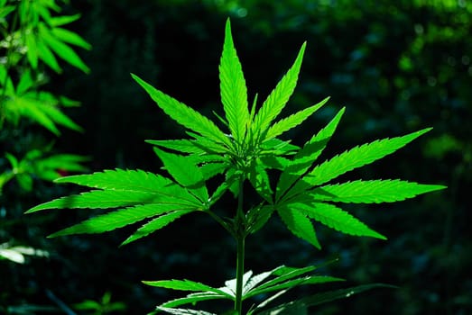 drops of sun through a leaves of hemp closeup