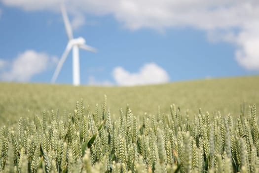 The Concept is sustainable future: Green energy and organic food. Closeup of wheat field in Denmark. Windturbine in the background. Shallow depth of field with focus on the wheat in the foreground.
