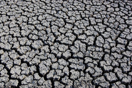 crannied dry soil