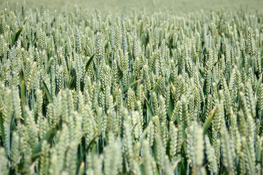 Closeup of wheat field in Denmark. Shallow depth of field. Focus in the middle of the frame.
