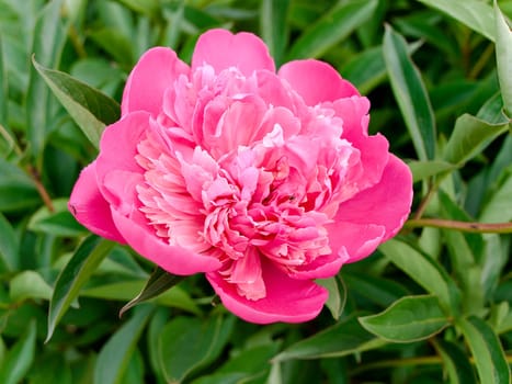 photo of the pink with green peony background
