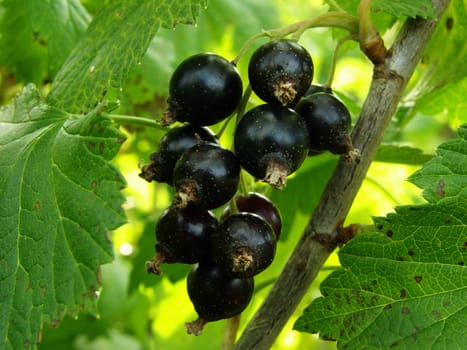 little bunch of blackcurrant on the branch