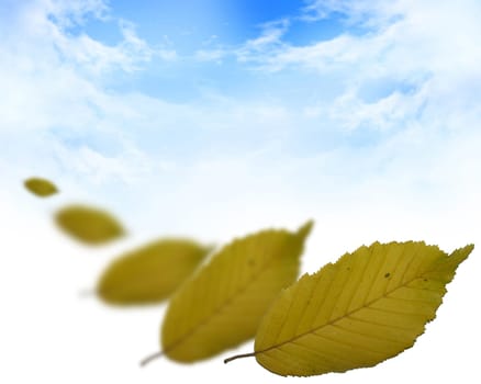 beech leaves on a blue cloudy background