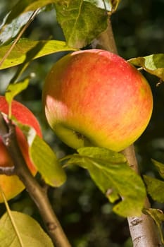 food series: tasty ripe and juicy apple