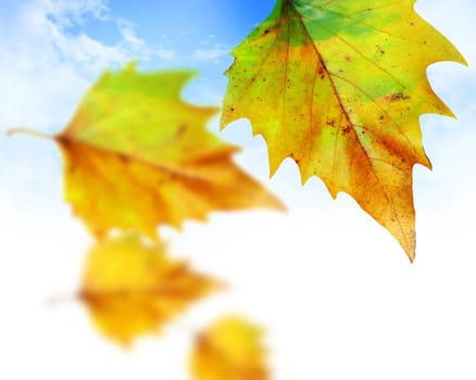 birch leaves on a blue cloudy background