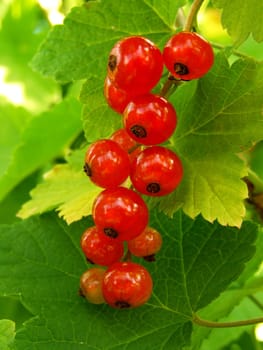 ripening redcurrant bunch on the branch