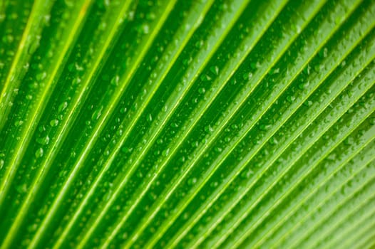 Just after a rain in a rainforest.