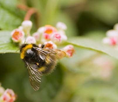 Bumble bee gathering pollen from a flower in summer