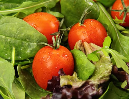Garden fresh tomatoes and lettuce straight from the vegetable garden.