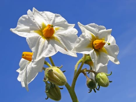 white potato flowers against blue sky