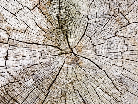 Cut of a trunk of an old rotten tree background