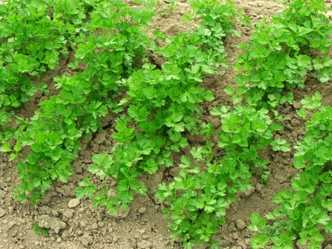 parsley growing on the vegetable bed
