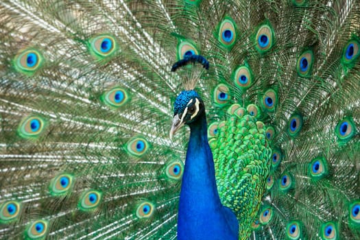 beautiful male peacock with its colorful tail feathers spread