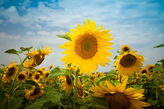 sunflowers under a blue sky / summer