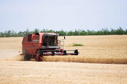 combine in wheat field at harvest time
