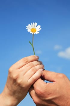 Female and man's hands with a camomile against the sky