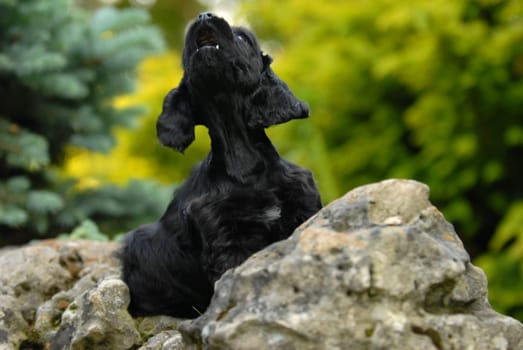 american cocker spaniel puppy sitting on a rock howling