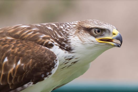 Close-up photo of a buzzard
