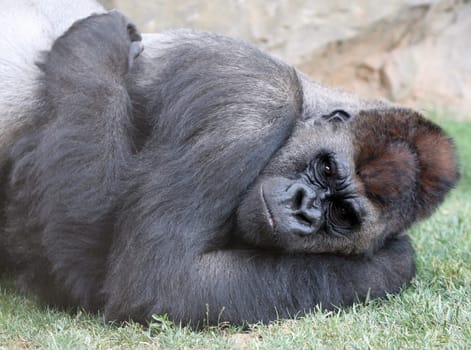 Male of gorilla in bioparc in Valencia, Spain