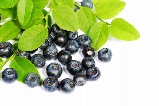fresh blueberry