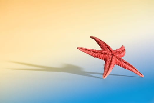 Starfish with large shadow and limited DOF on a light simulated beach background.