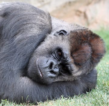 Male of gorilla in bioparc in Valencia, Spain