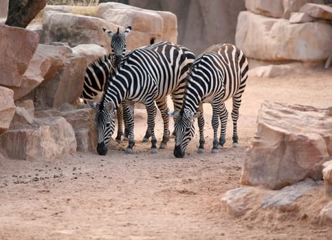 Zebras in bioparc in Valencia, Spain