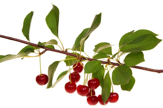 a cluster of cherry on white background