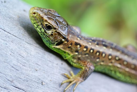 green- brown lizard on tree in forest
