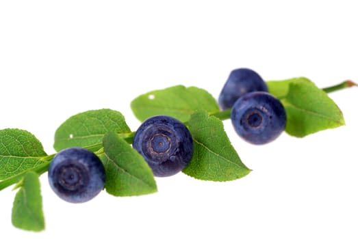 branch berry and leaf on white background