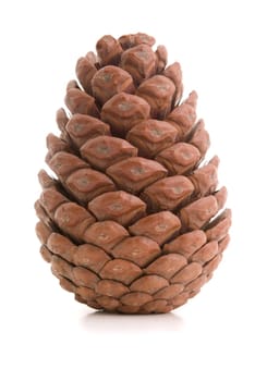 Great fir cone. Isolated on white background.