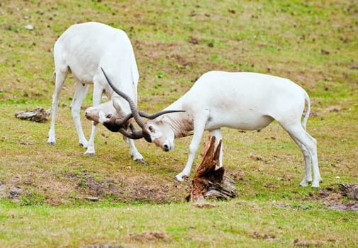 Two male addax antelopes fighting