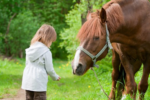 Total trust. Big chestnut horse pulls it's neck to little beautiful girl.