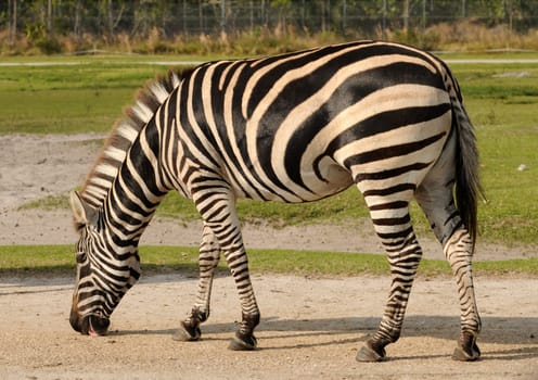 African zebra grazing outdoors