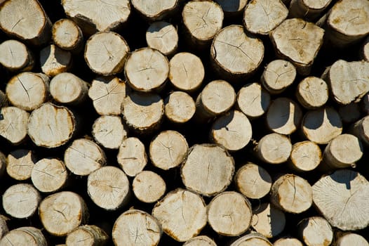 Logs storage in the plywood factory in Sankt Petersburg Russia