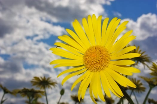 Yellog flowers on cloudy sky