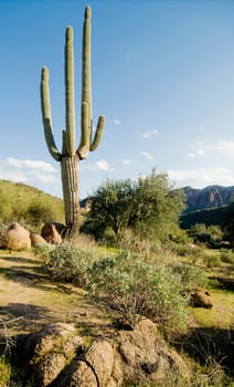 Southwest Desert Arizona,USA
