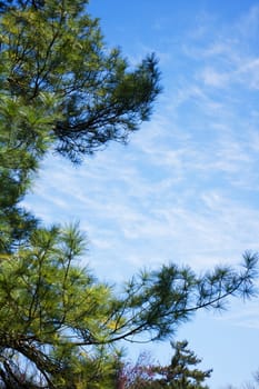 Pine tree on a Summer day with blue sky and Cirrus Clouds