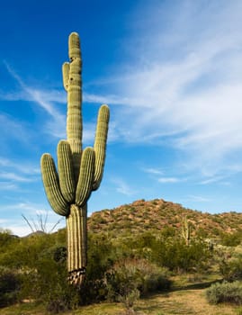 Southwest Desert Arizona,USA
