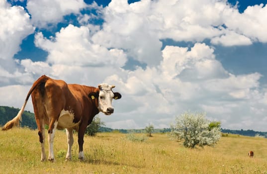 brown cow grazing at summer sunny meadow