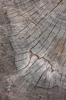 A cracked tree stump textural surface.