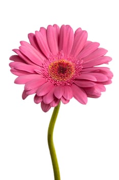pink gerber isolated on white background