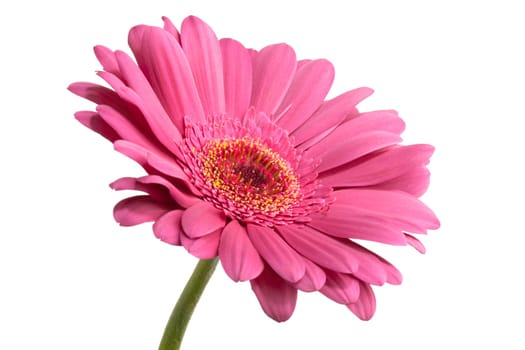 pink gerber isolated on white background