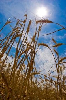 agriculture series:  close up of wheat golden grain