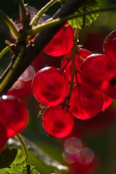food series: ripe red currant on the bush