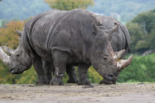 Two white rhinos at a safari park. No man-made items are in shot so could be natural habitat.