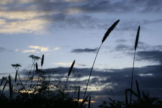 Wild grass silhouetted against an early evening sky. The main pieces of grass are in focus as well as some of the lower pieces, and the insects on them.