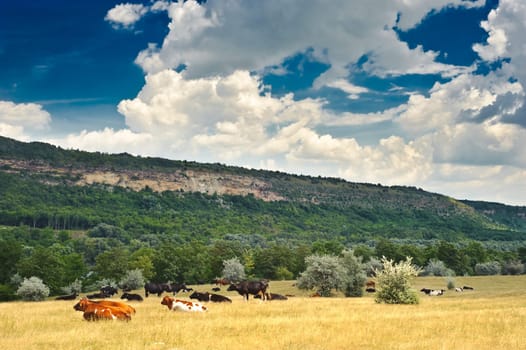 brown cow grazing at summer sunny meadow
