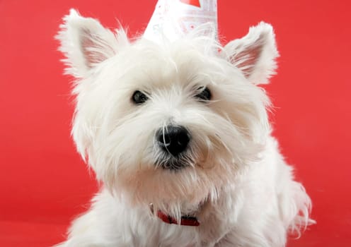 West highland white terrier with birthday party hat .