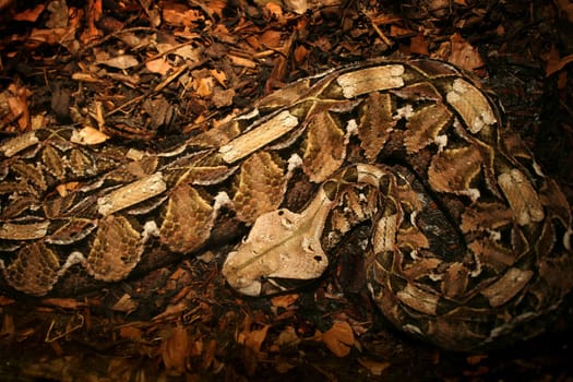A brown, patterned python is camouflaged against a background of dirt and leaves.